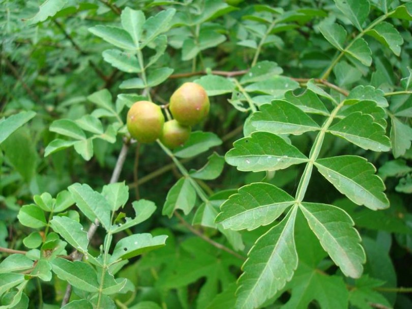 Khontaa, Harrisonia perforata, etnobotanika